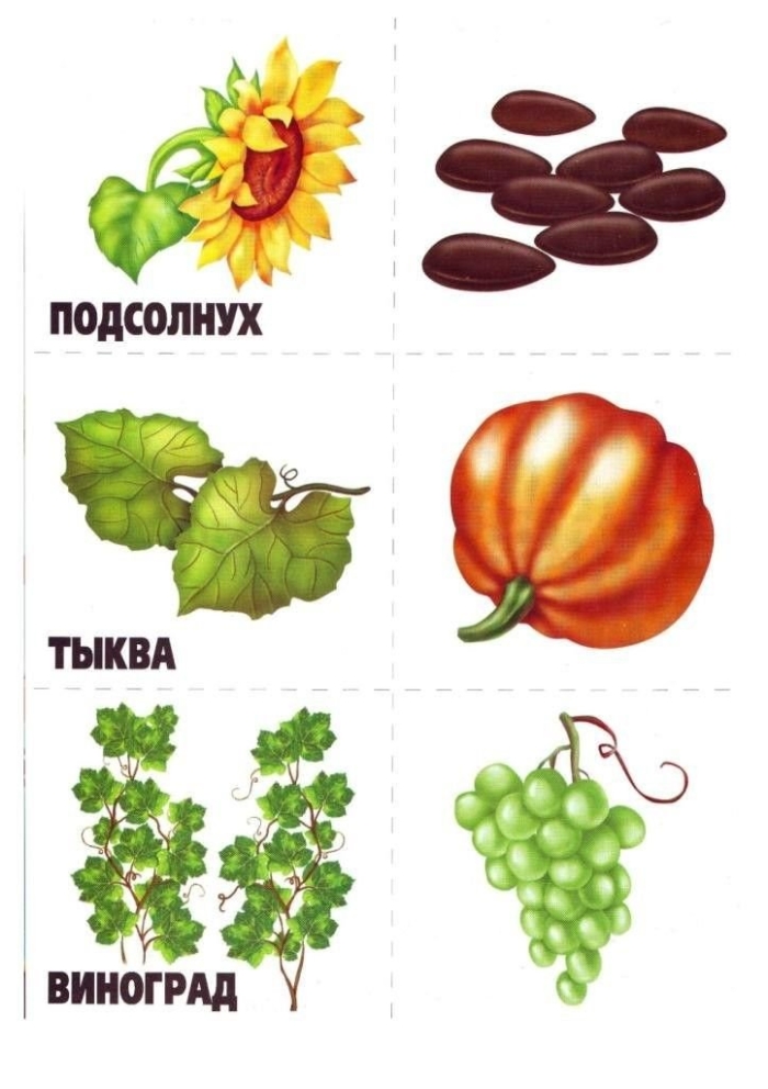 Карточки овощей и фруктов для детей