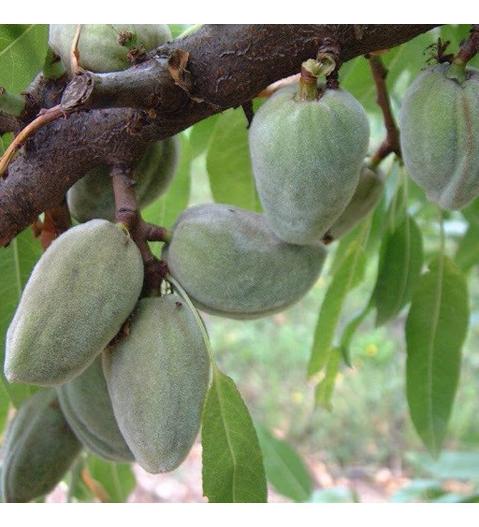 Миндаль дерево