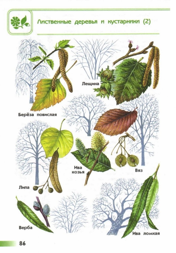 Определить дерево по листу
