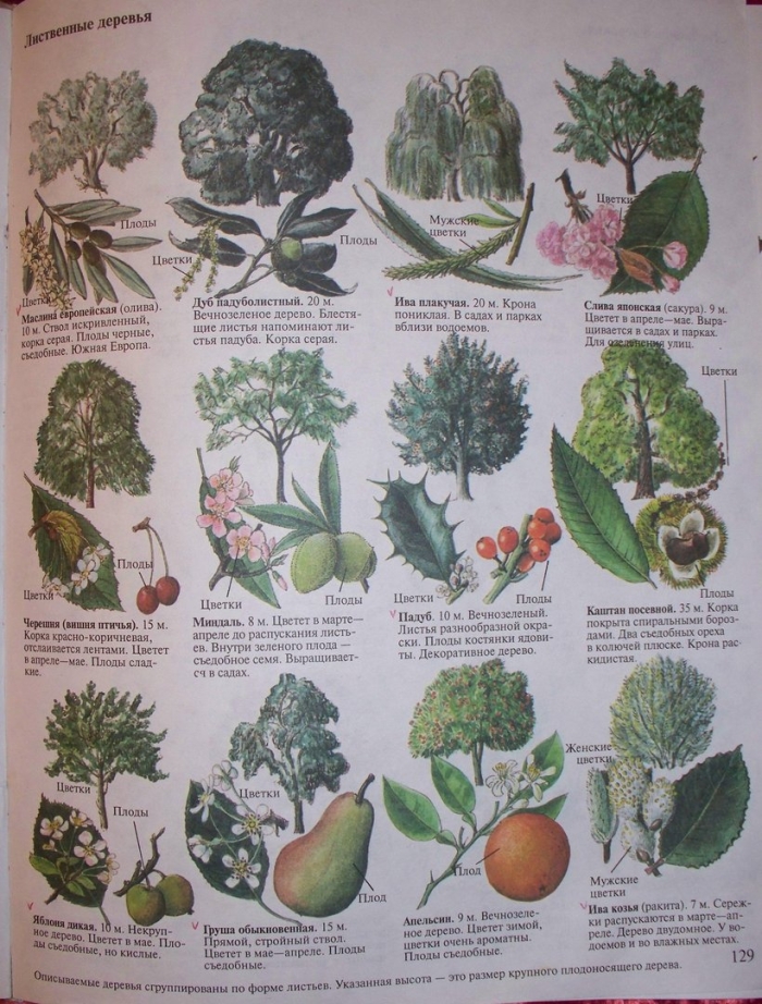 Плоды деревьев и кустарников