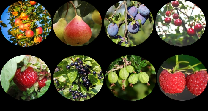 Лесная черная смородина