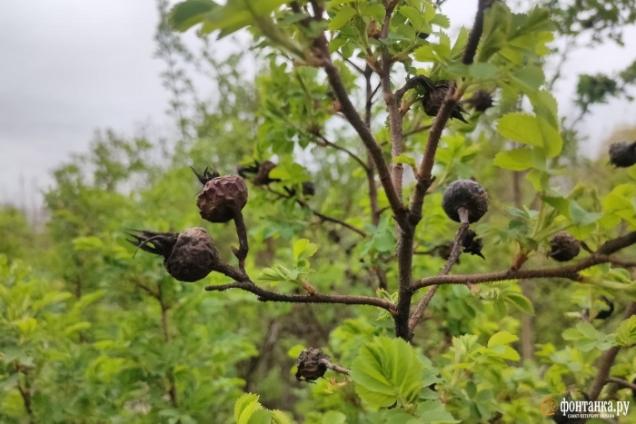 Шиповник черноплодный