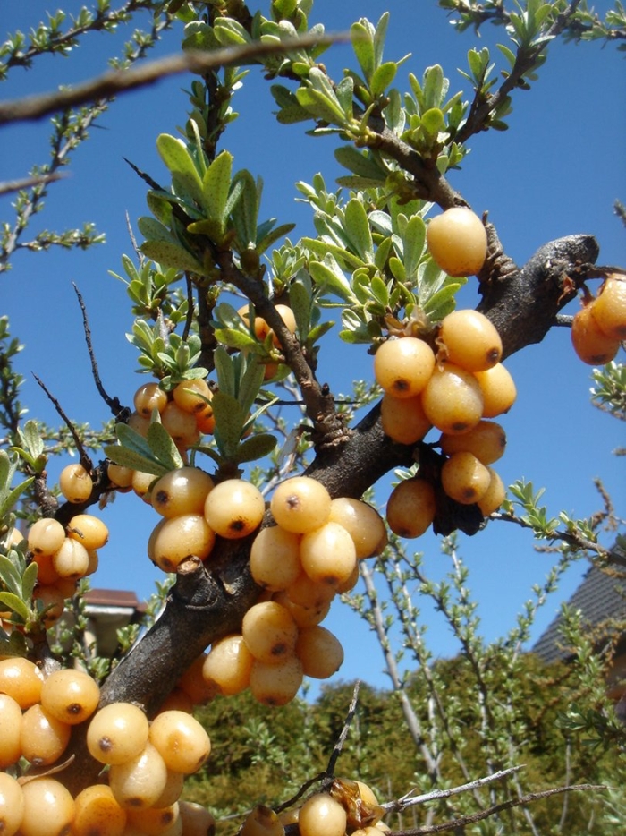Hippophae rhamnoides