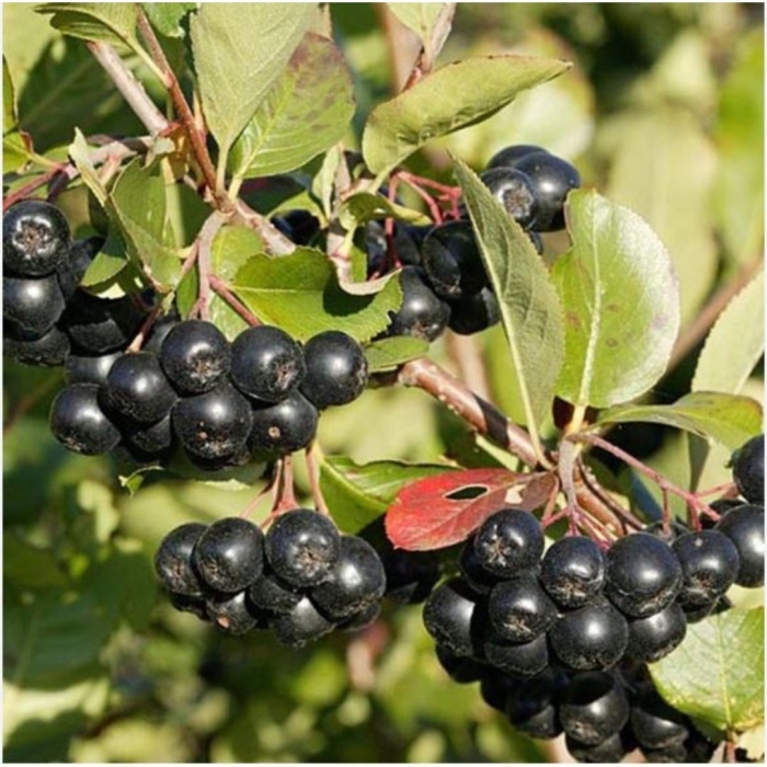 Арония черноплодная сырье