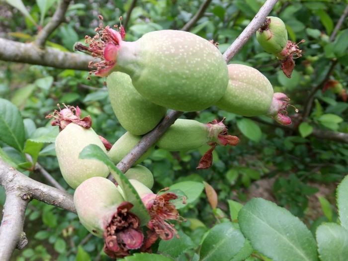 Хеномелес японский плоды