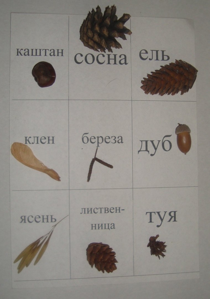 Плоды ясеня клена и липы