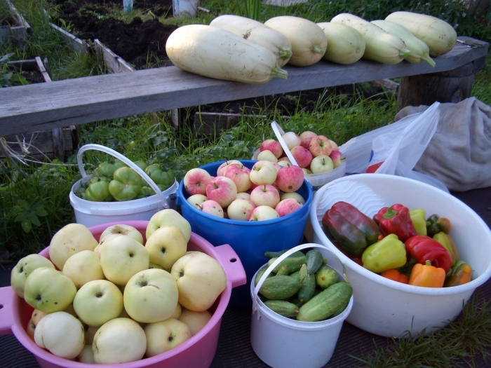 Яблоки белый налив