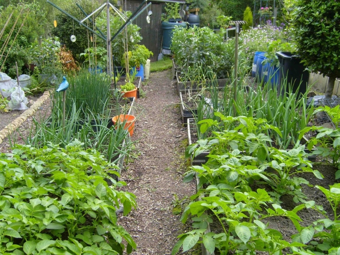 Летний огород