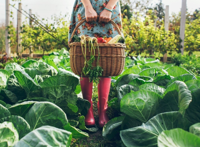 Овощи на огороде