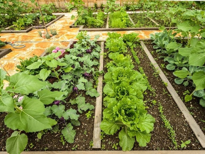 Соседство овощей на грядках в огороде