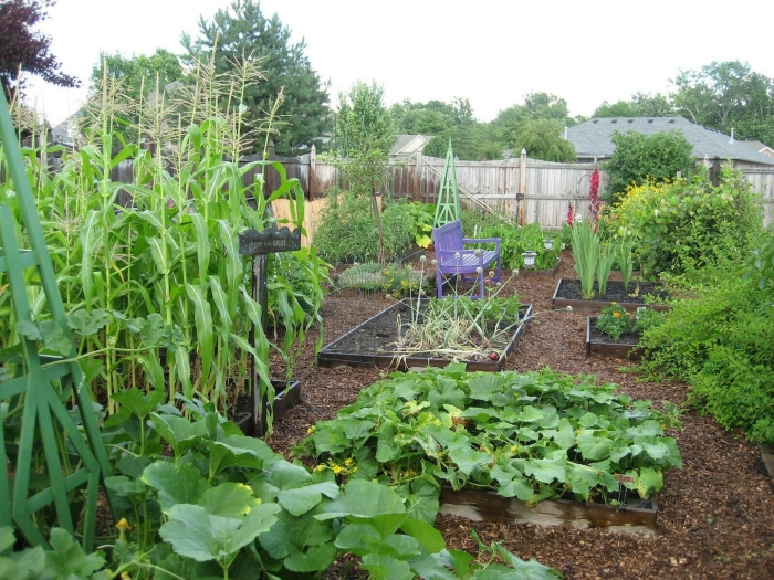 Огород обычный