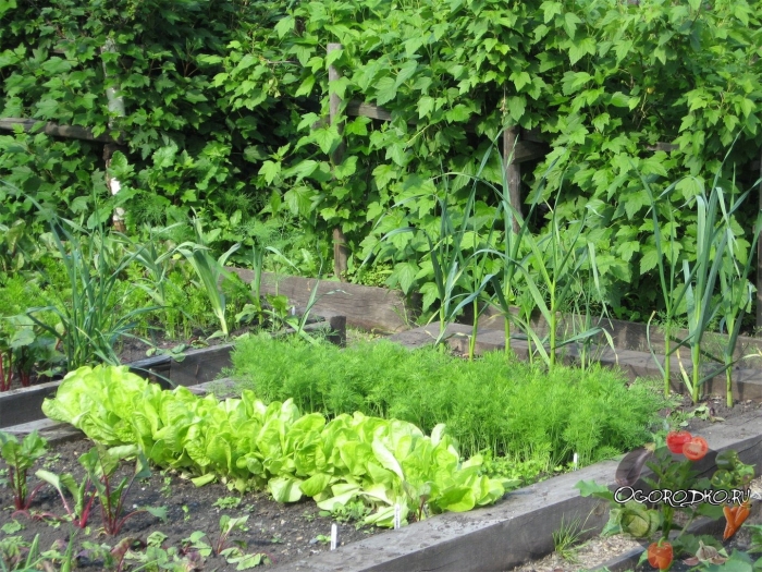 Грядка с зеленью