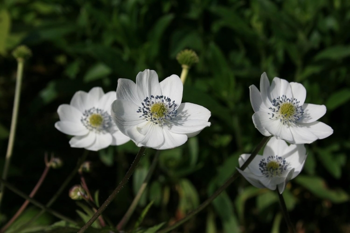 Анемона левейля