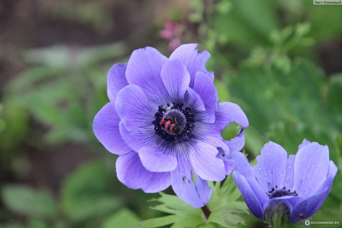 Анемона лорд лейтенант