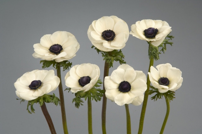 Анемона гибридная вёлвинд