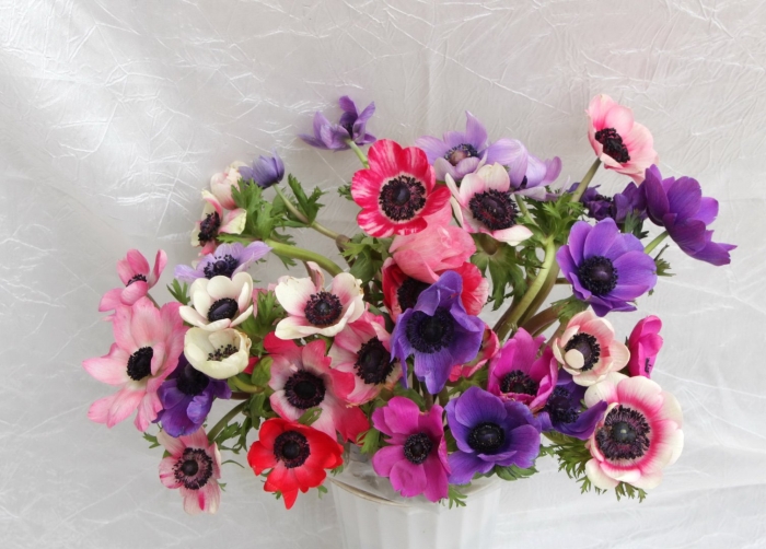 Анемоны цветы