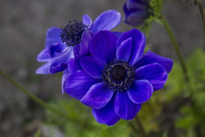 Цветок синий