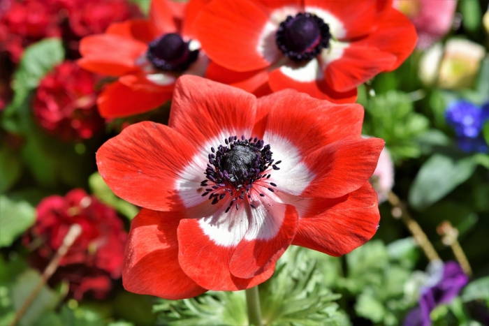 Ветреница корончатая красная