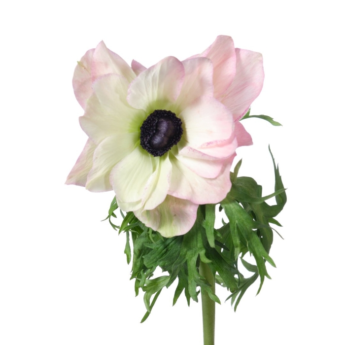 Анемон мистраль