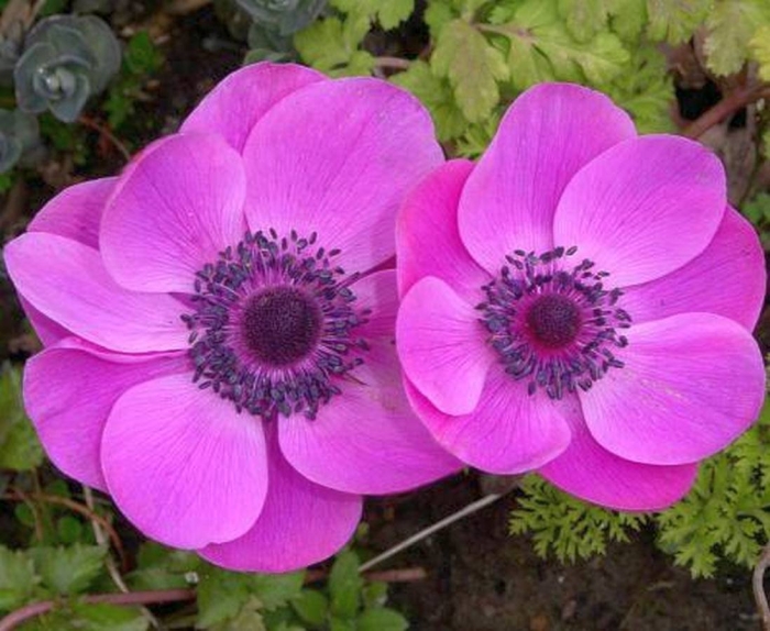 Анемона магелланская