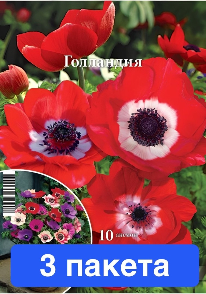 Анемоны голландия 10 шт