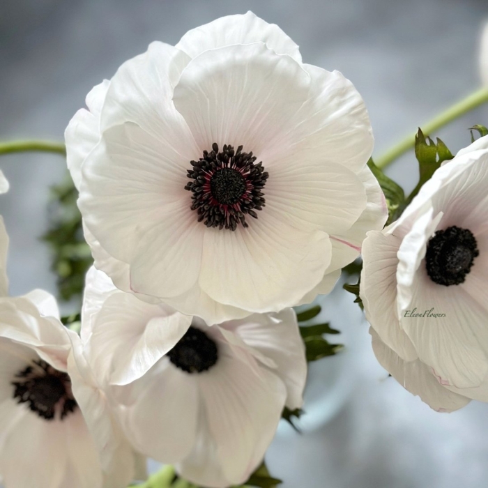 Анемона белая