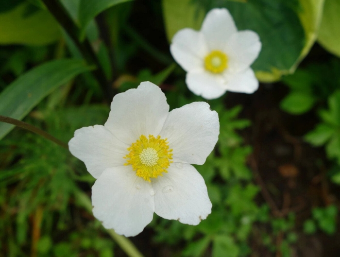 Анемона садовая (ветреница лесная)