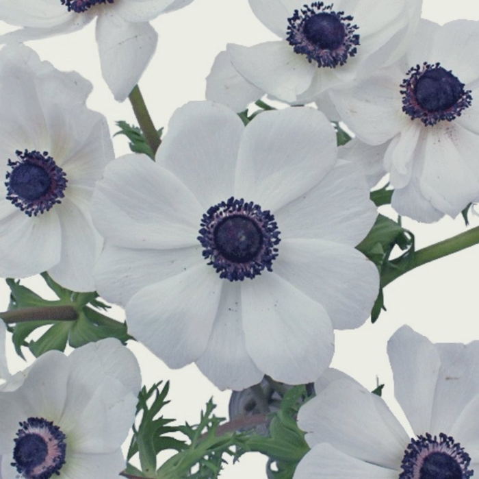 Анемона ветреница белая