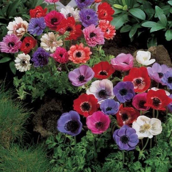 Анемона де каен смесь