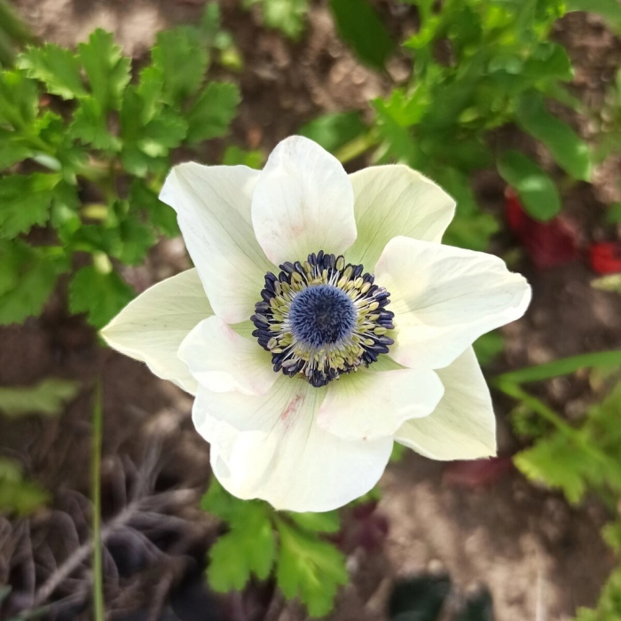 Ветреница корончатая