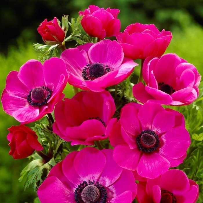 Анемона сильфид