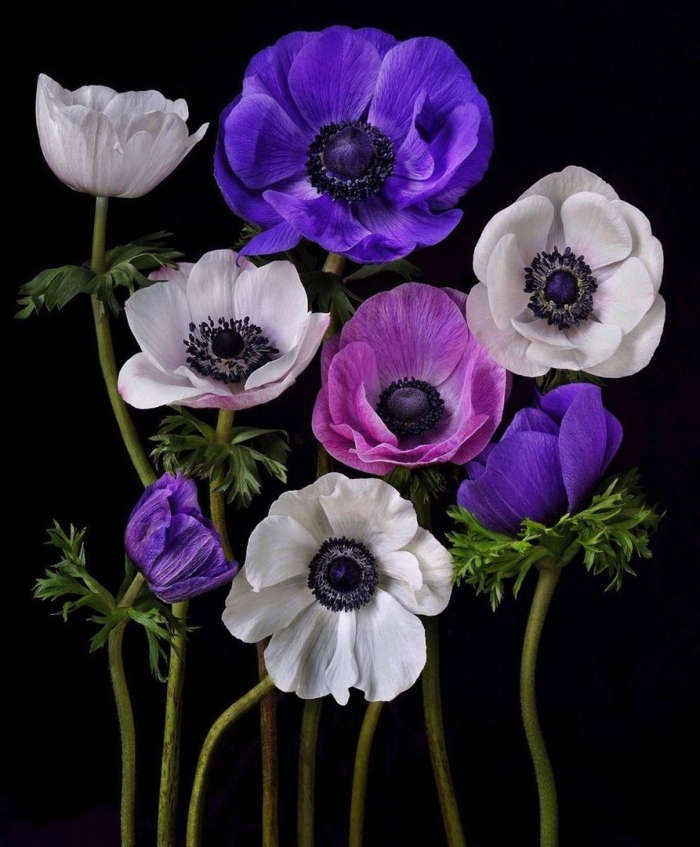 Цветки мака