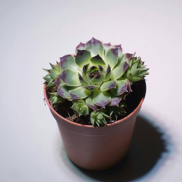 Sempervivum calcareum