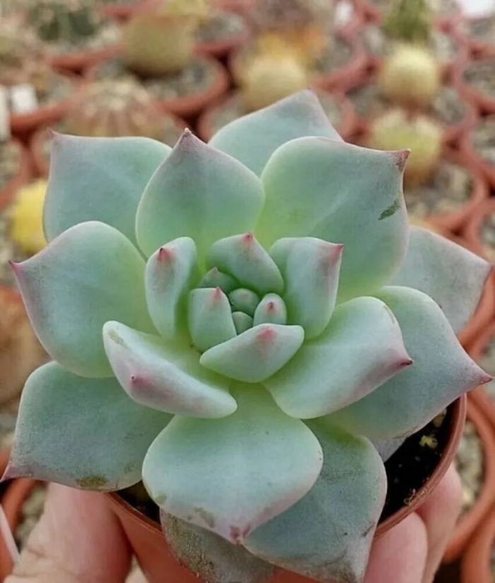 Суккуленты эхеверия