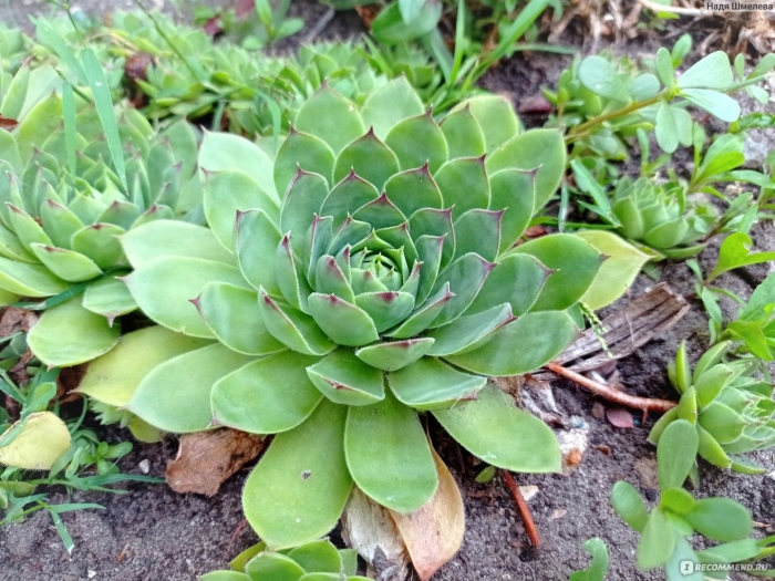 Каменная роза молодило