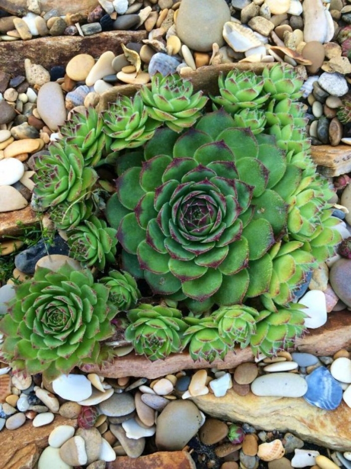 Молодило каменная роза