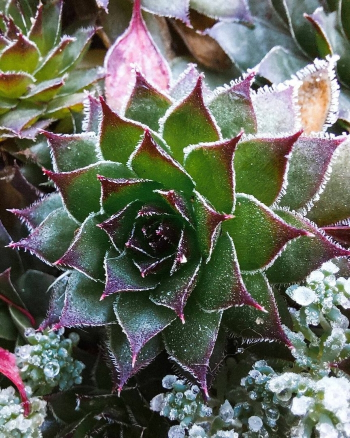 Эониум каменная роза