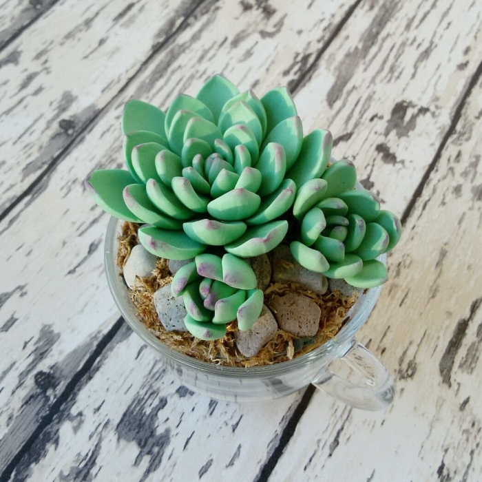 Суккуленты из полимерной глины мастер класс