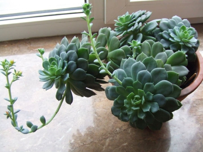 Цветок эхеверия