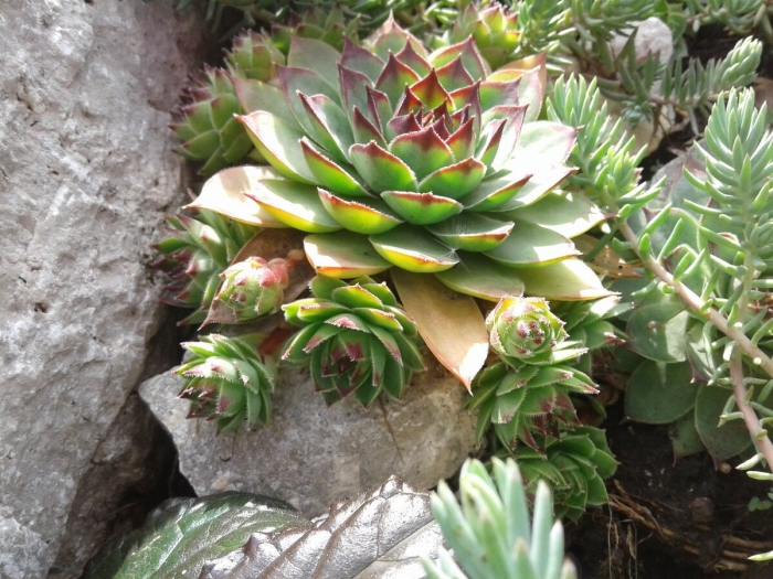 Альпийская роза каменная горка