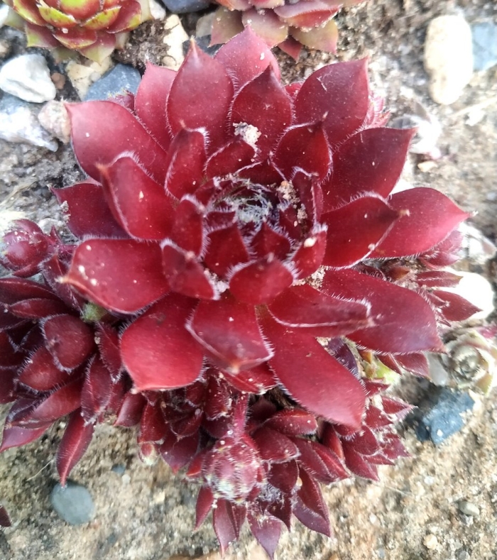 Растение каменная роза