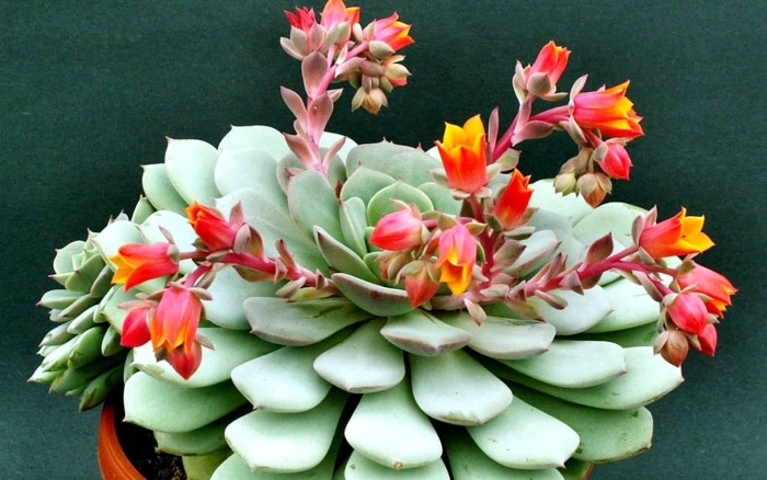 Эхеверия изящная echeveria elegans