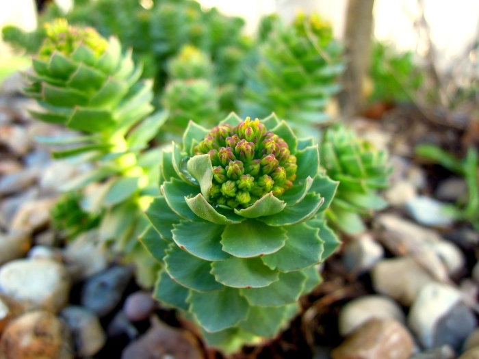 Каменный цветок суккулент