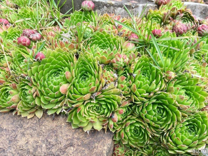 Молодило — sempervivum soboliferum