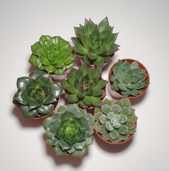 Эхеверия грин гилва