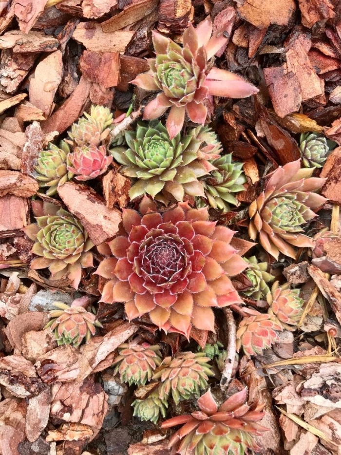 Молодило каменная