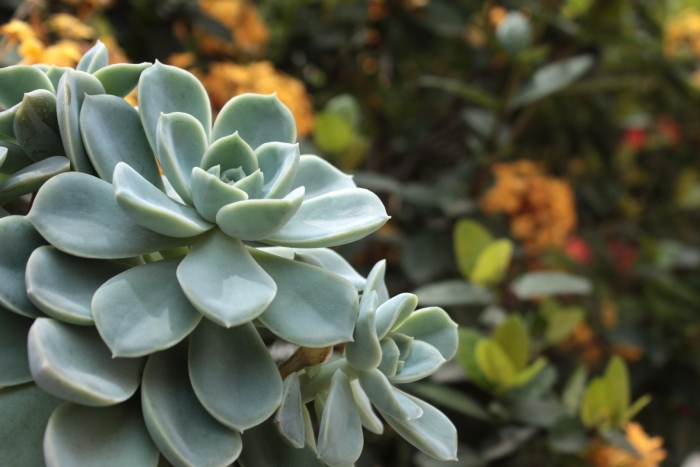 Echeveria crassulaceae