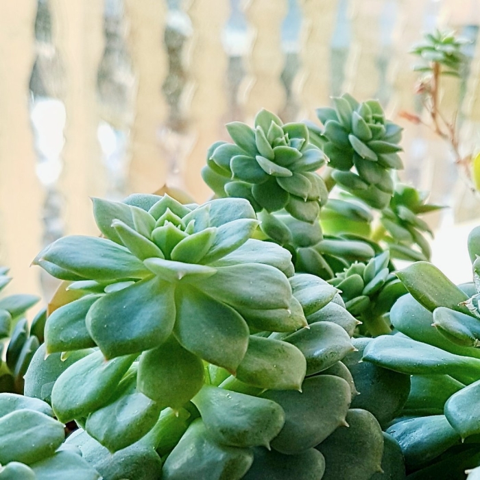 Суккулент растение