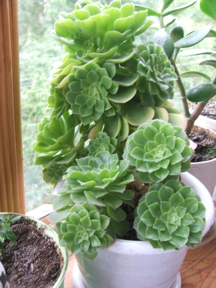 каменная роза гриновия