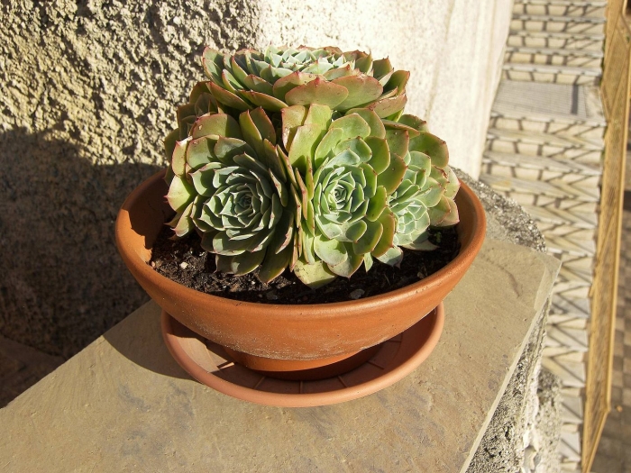 Суккулент каменная роза